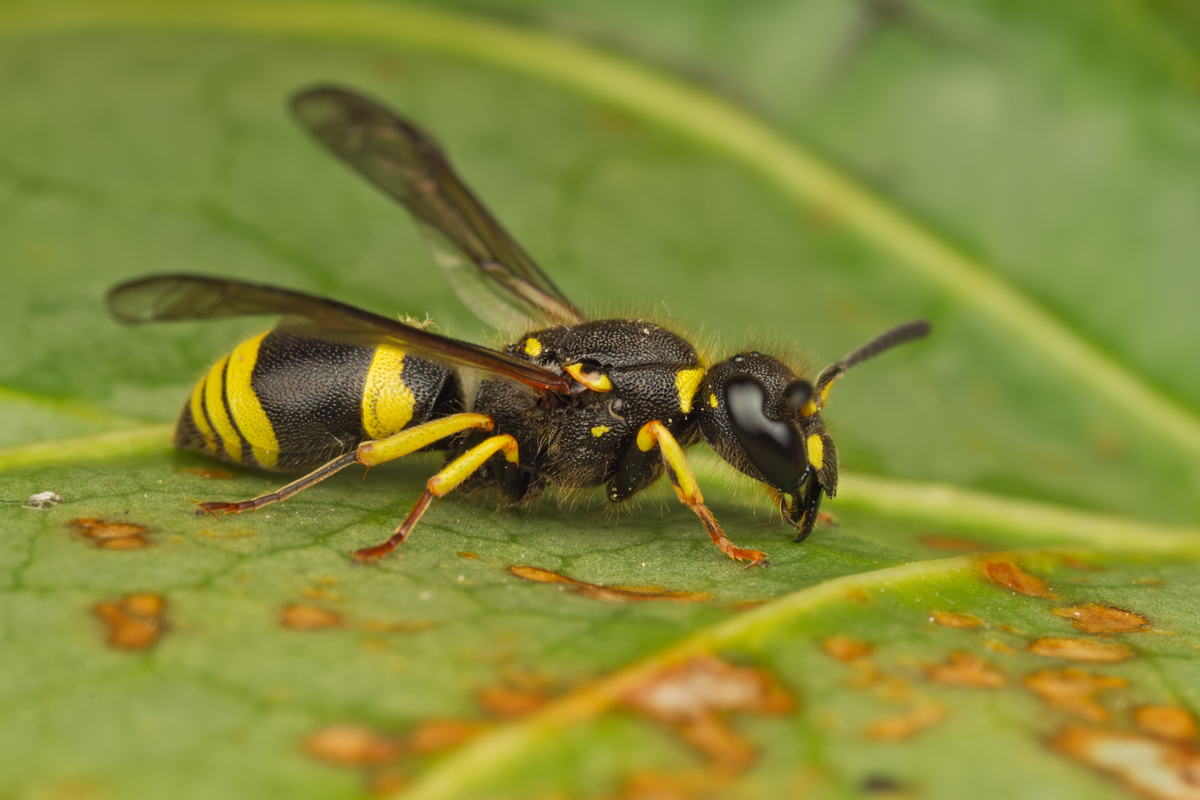 Potter Wasp 2